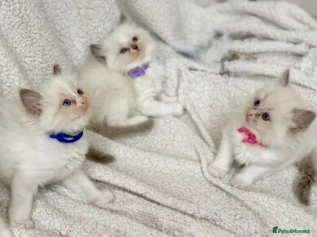 Ragdoll cats for sale: Gorgeous Ragdoll kittens - Advert 3