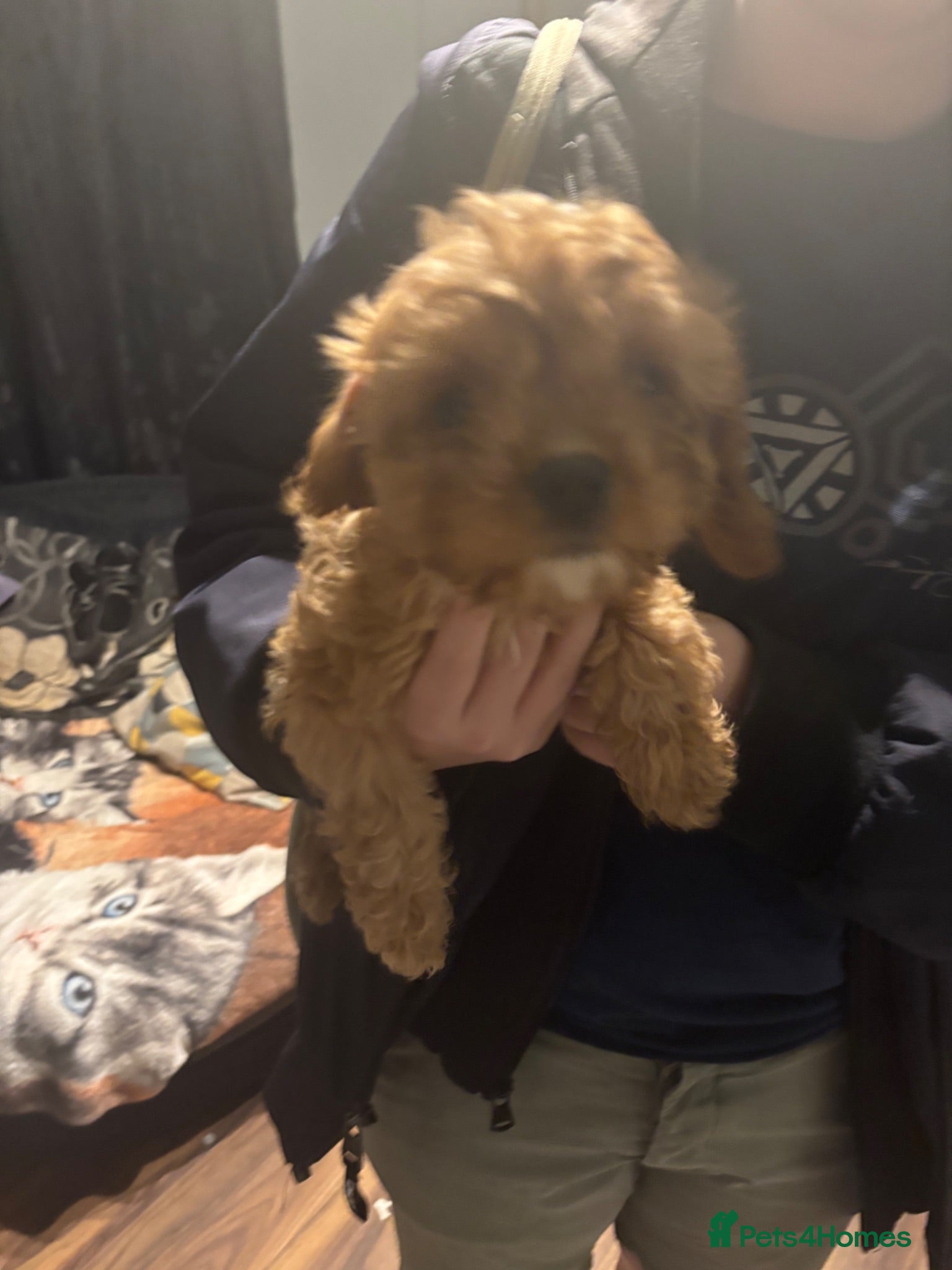 Cavapoo dogs **READY NOW** 1 stunning female Cavapoo puppies  - Advert 1
