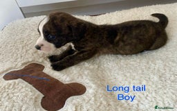 Jack Russell dogs for sale: Bob tail jacks  - Image 1