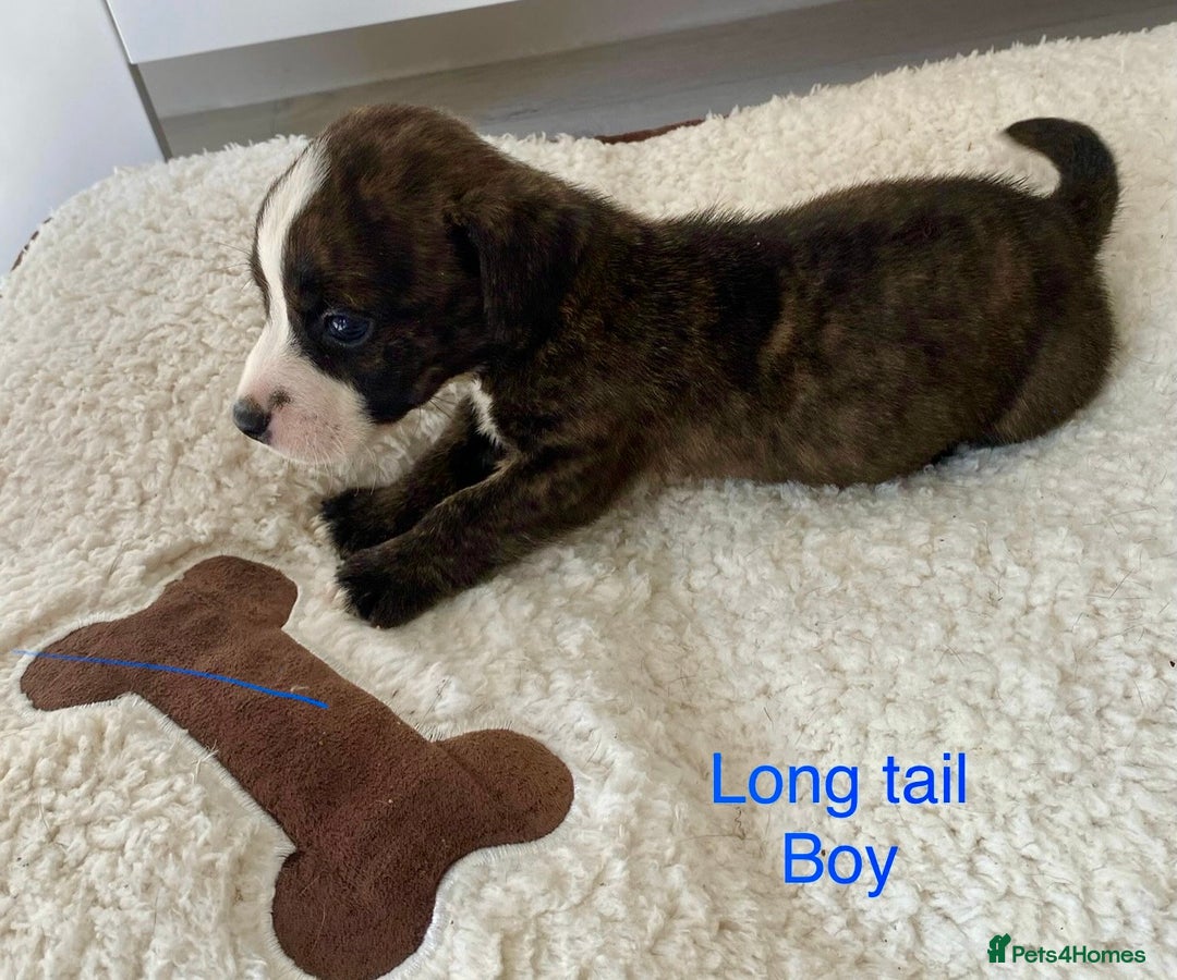 Jack Russell dogs for sale: Bob tail jacks  - Image 1