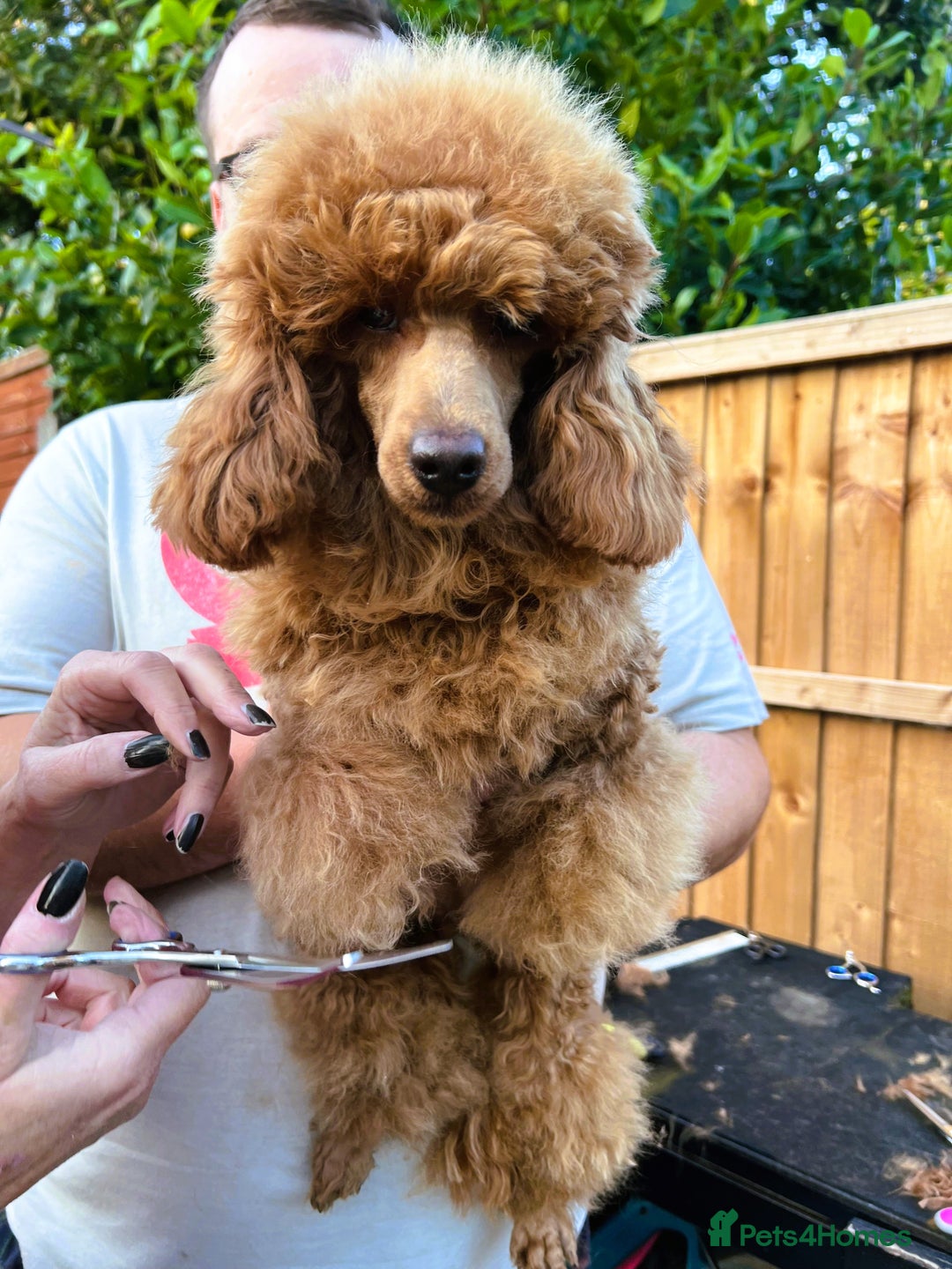 Toy Poodle dogs for sale: ⭐Quality KC Toy Poodle⭐ - Advert 5