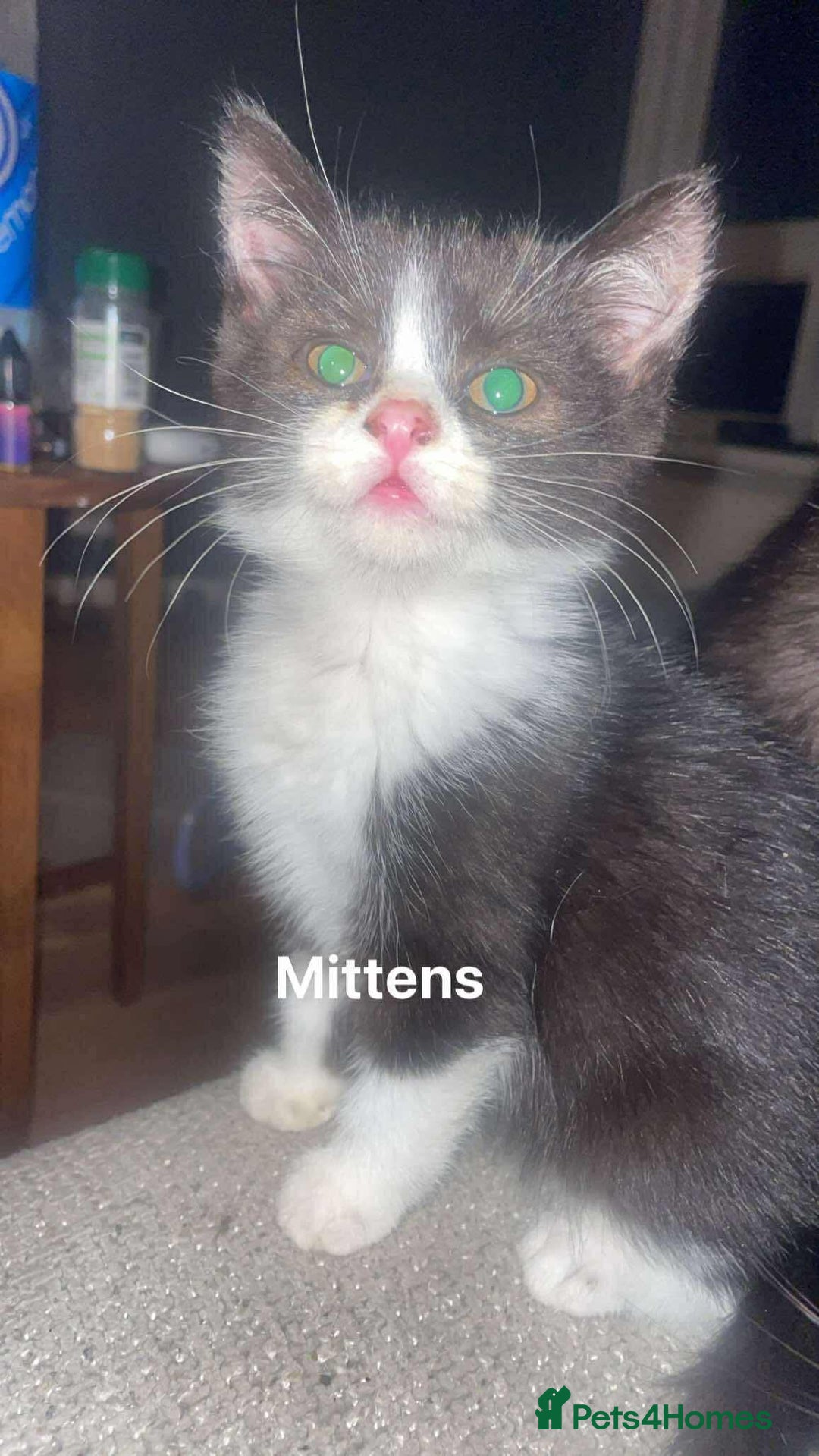 Scottish Fold cats for sale: 4 half Scottish fold kittens - Advert 2