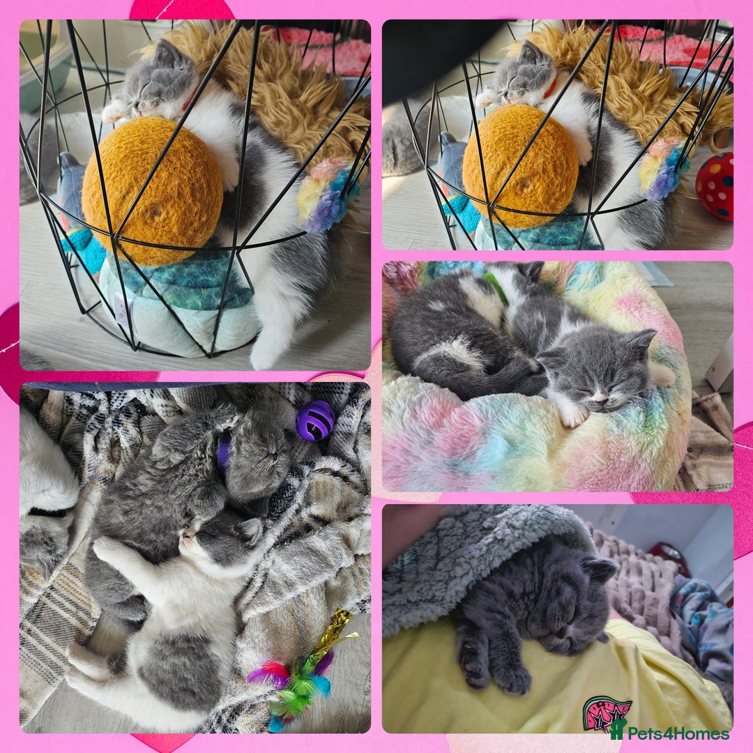 British Shorthair cats for sale: Tica registered british shorthair kittens - Image 21