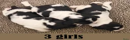 English Springer Spaniel dogs for sale: English Springer Spaniel Puppies - 5 Star Licence - Advert 3
