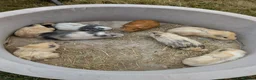 Guinea Pig rodents for sale: Boy guinea pigs  - Advert 1