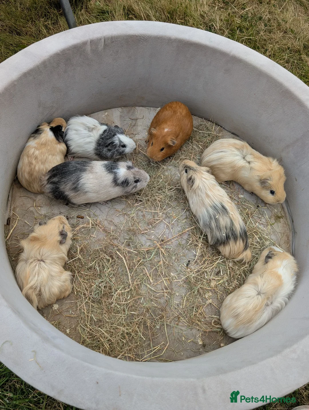 Guinea Pig rodents for sale: Boy guinea pigs  - Advert 1