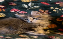 Maine Coon cats for sale: Maine Coon Kittens TICA  - Image 12