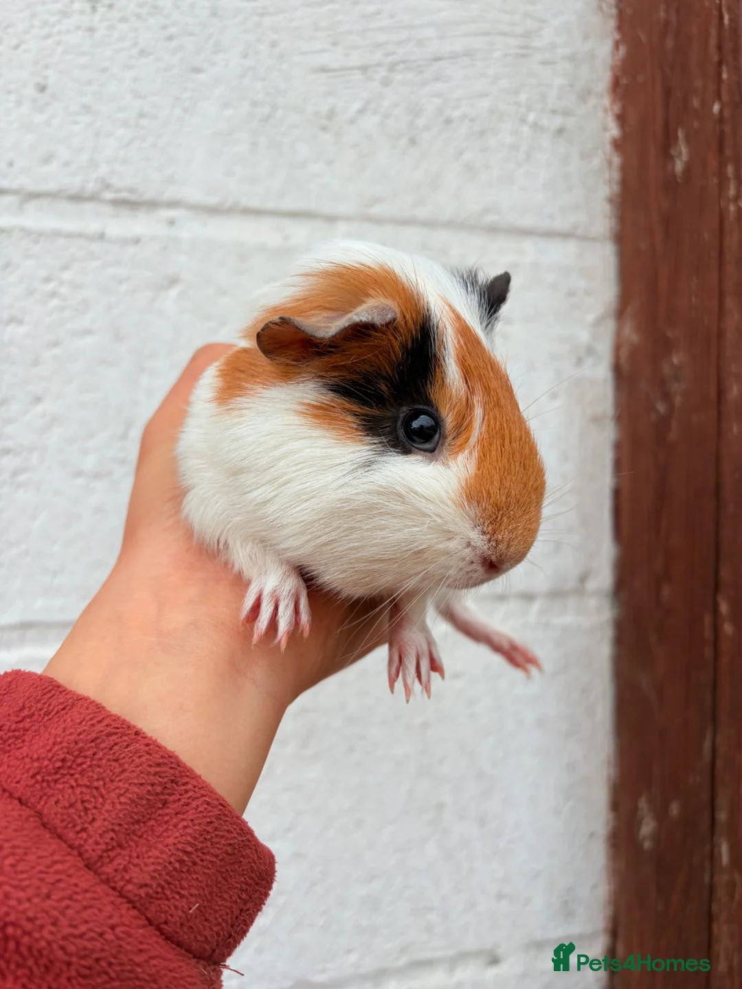 Guinea Pig rodents for sale:  Guinea Pigs For Sale 🩵 - Advert 1
