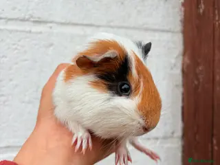 Guinea Pig rodents Guinea Pigs For Sale 🩵 - Advert 2