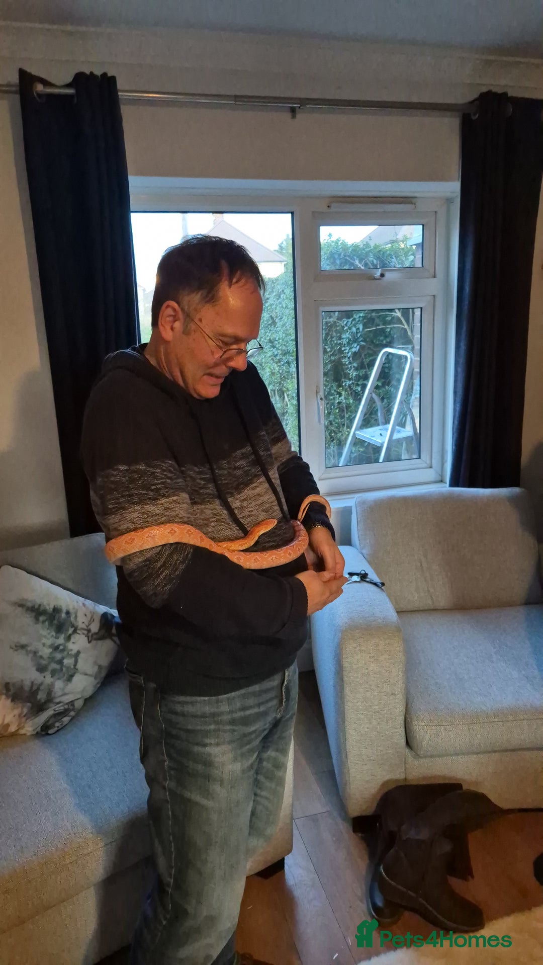 Corn Snake reptiles for sale: Corn snake and enclosure - Advert 2