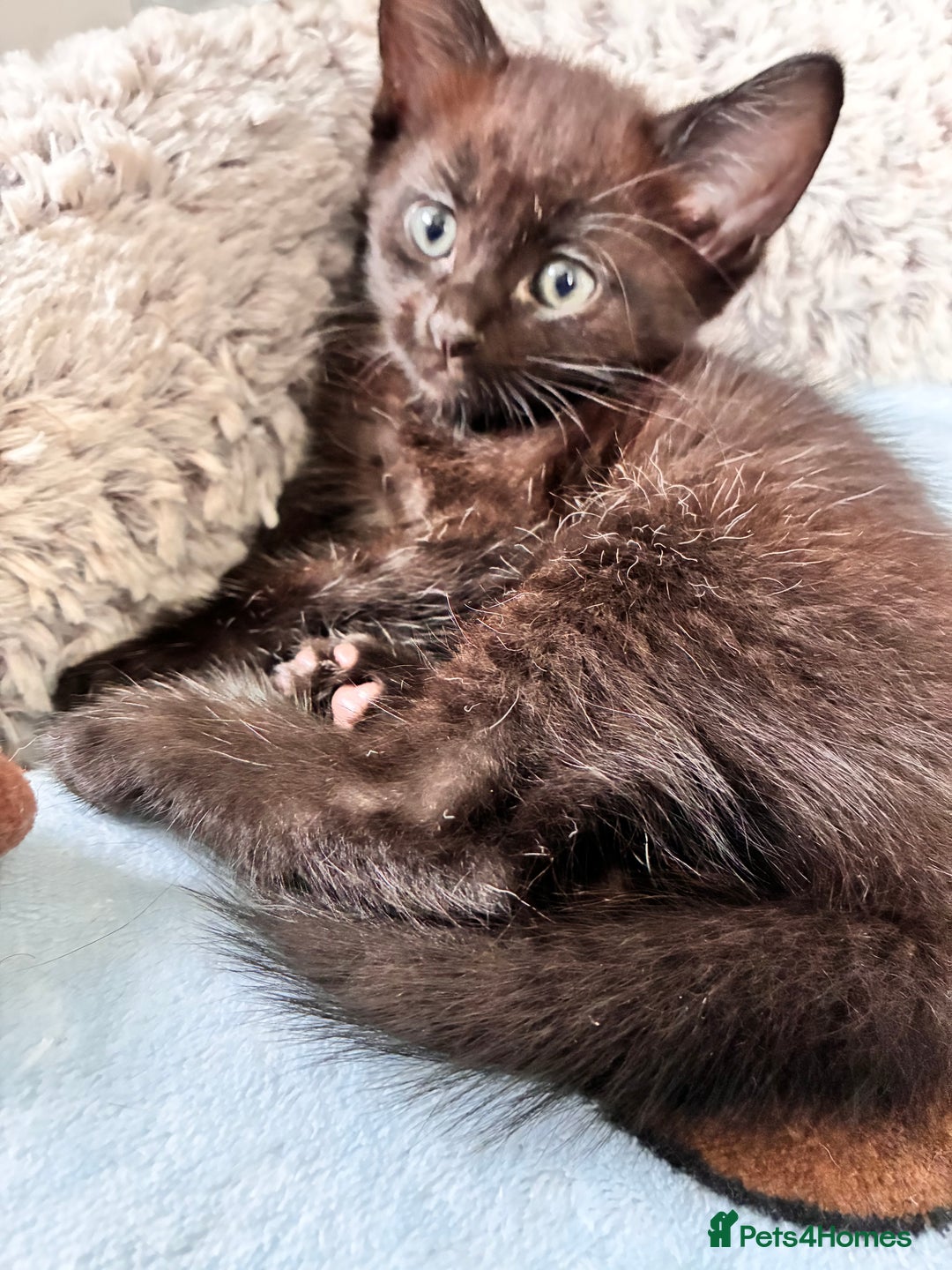 Bombay cats for sale: Last 2 remaining Kittens for sale  - Image 28