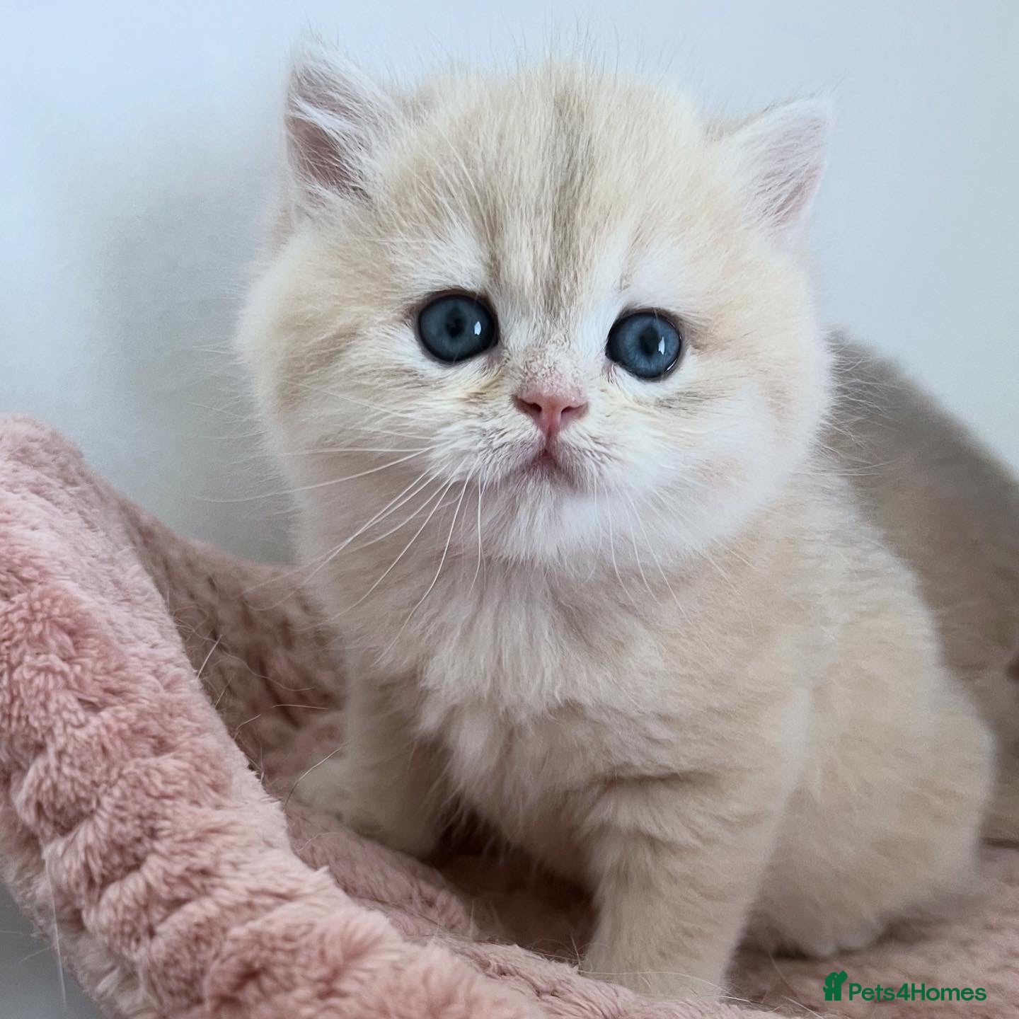 British Shorthair cats Stunning Golden Kittens  - Advert 1