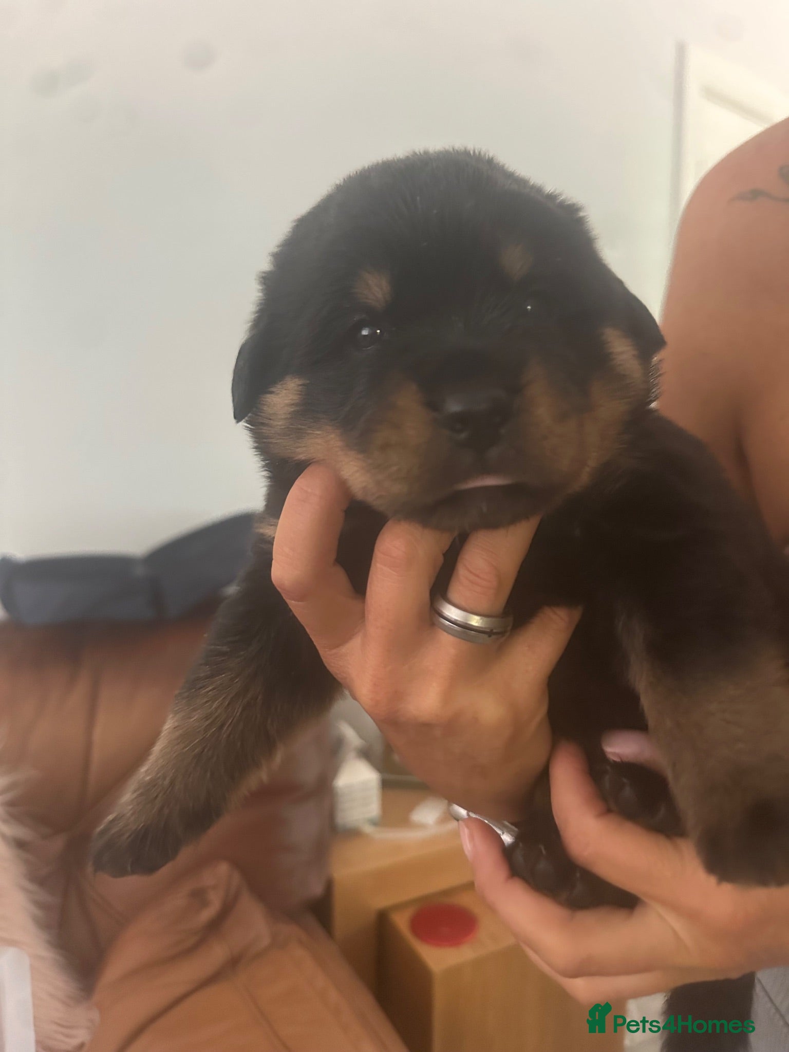 Rottweiler dogs Amazing Rottweiler litter of 12, 5 girls 7 boys  - Advert 2