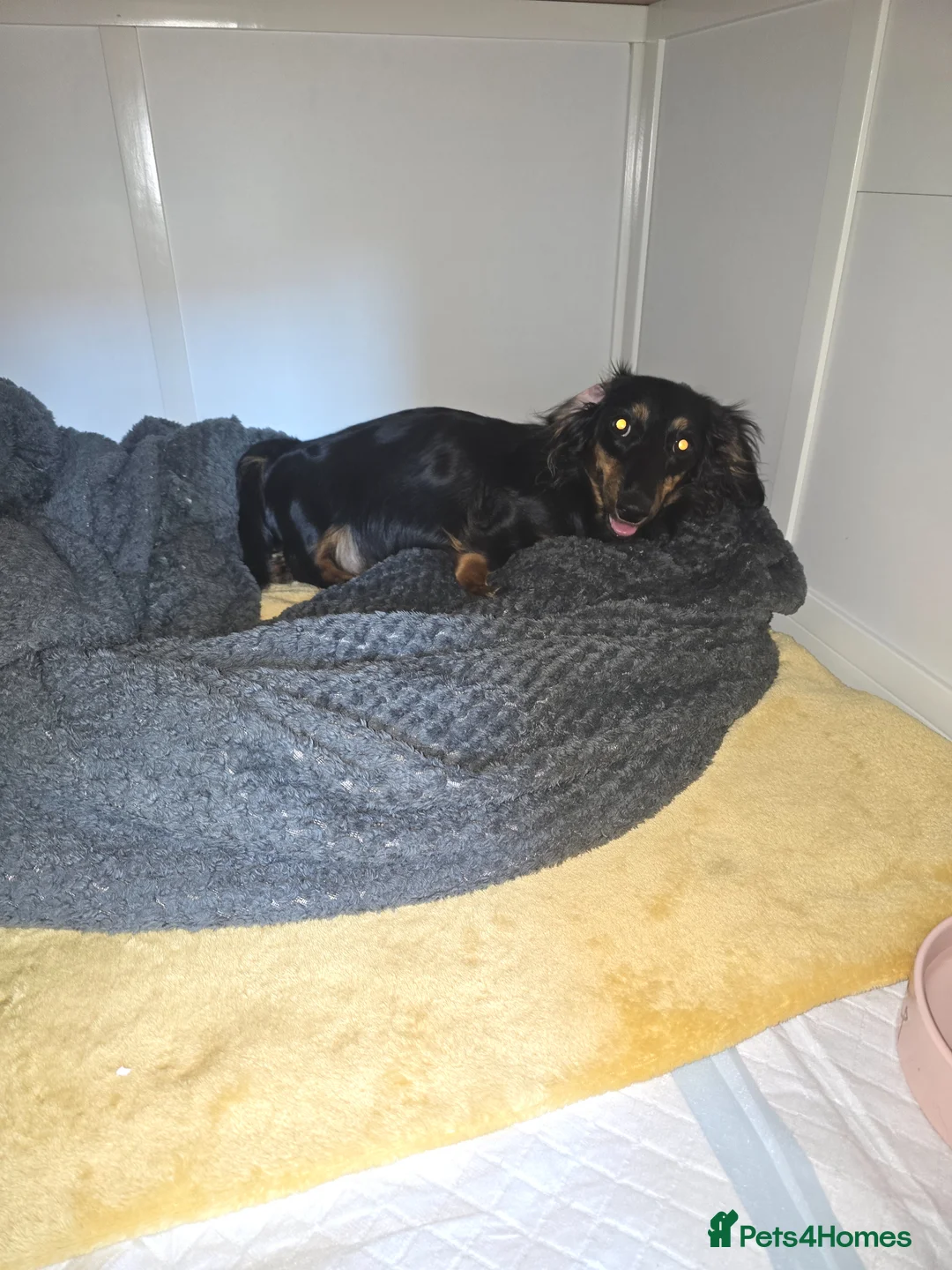 Dachshund dogs for sale: Miniature dachshunds puppies  - Advert 14