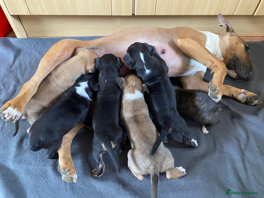 English Bull Terrier dogs for sale: English bull terrier puppies - Image 1