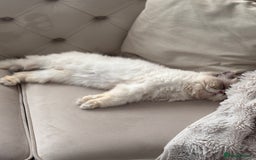 Persian cats for sale: Adorable Persian × Bengal Kittens  - Image 19