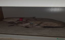 Bengal cats for sale: Snow Bengal kitten - Image 3