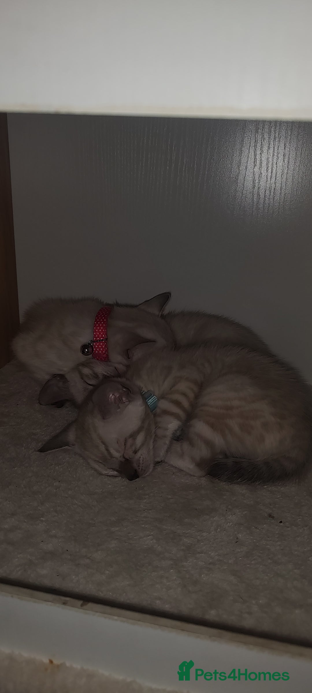 Bengal cats for sale: Snow Bengal kitten - Image 3