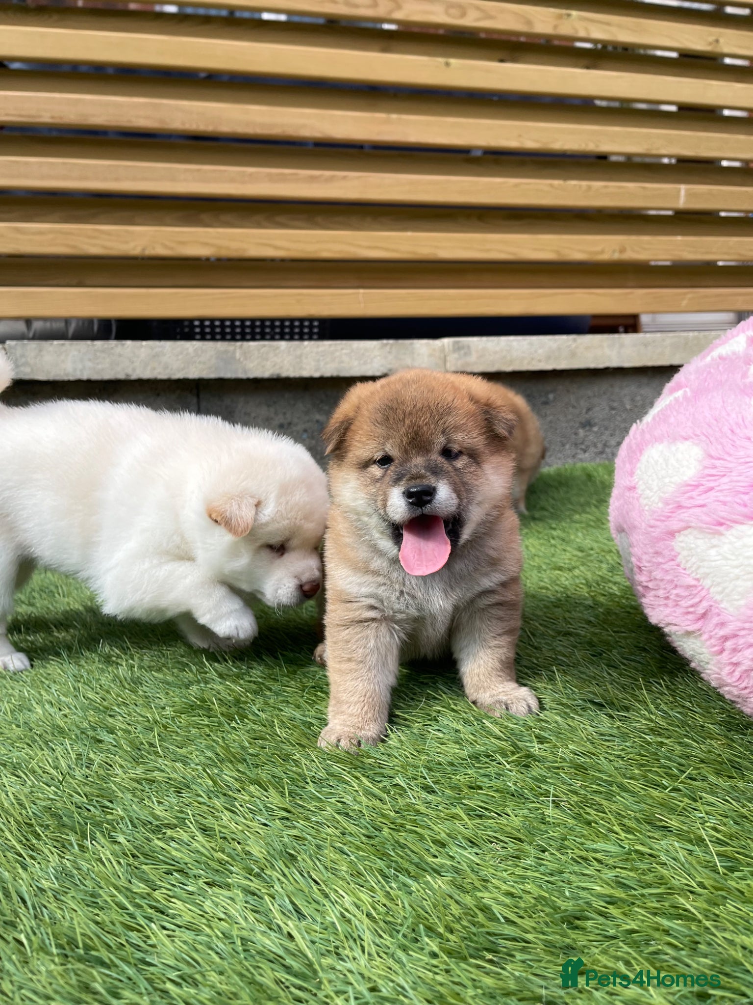 Japanese Shiba Inu dogs KC registered Japanese Shiba Inu puppies - Advert 12