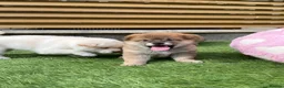 Japanese Shiba Inu dogs for sale: KC registered Japanese Shiba Inu puppies - Advert 36