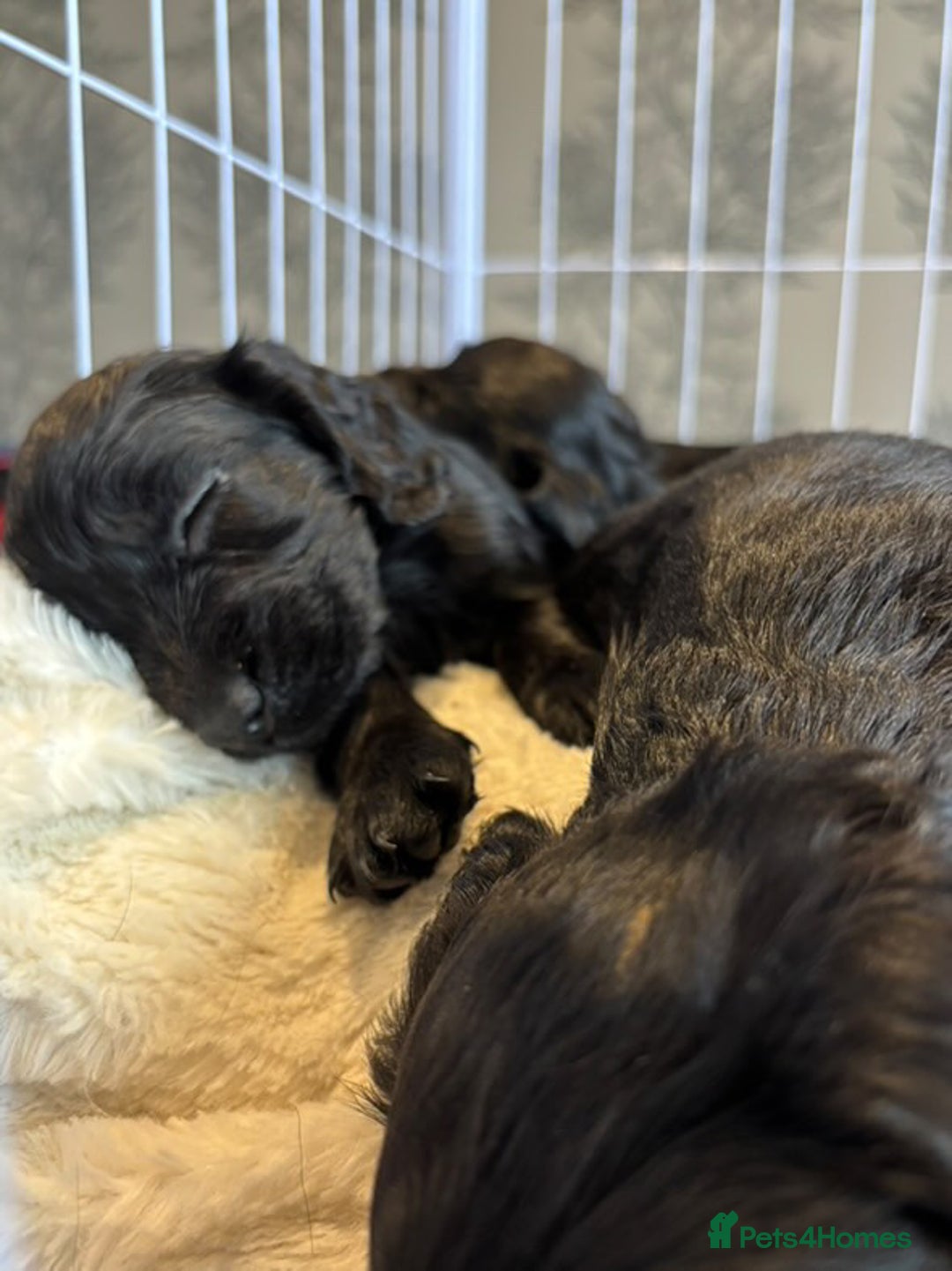 Cocker Spaniel dogs for sale: Beautiful Cocker Spaniel Pups For Sale - Image 13
