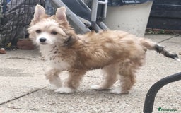 Chinese Crested dogs for stud: Julien INSOLITE FAMILIER import Pl  - Advert 27