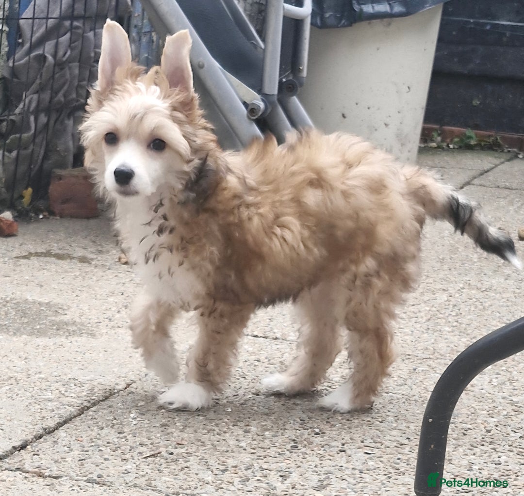 Chinese Crested dogs for stud: Julien INSOLITE FAMILIER import Pl  - Advert 27