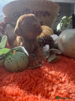 Cockapoo dogs - Advert 2