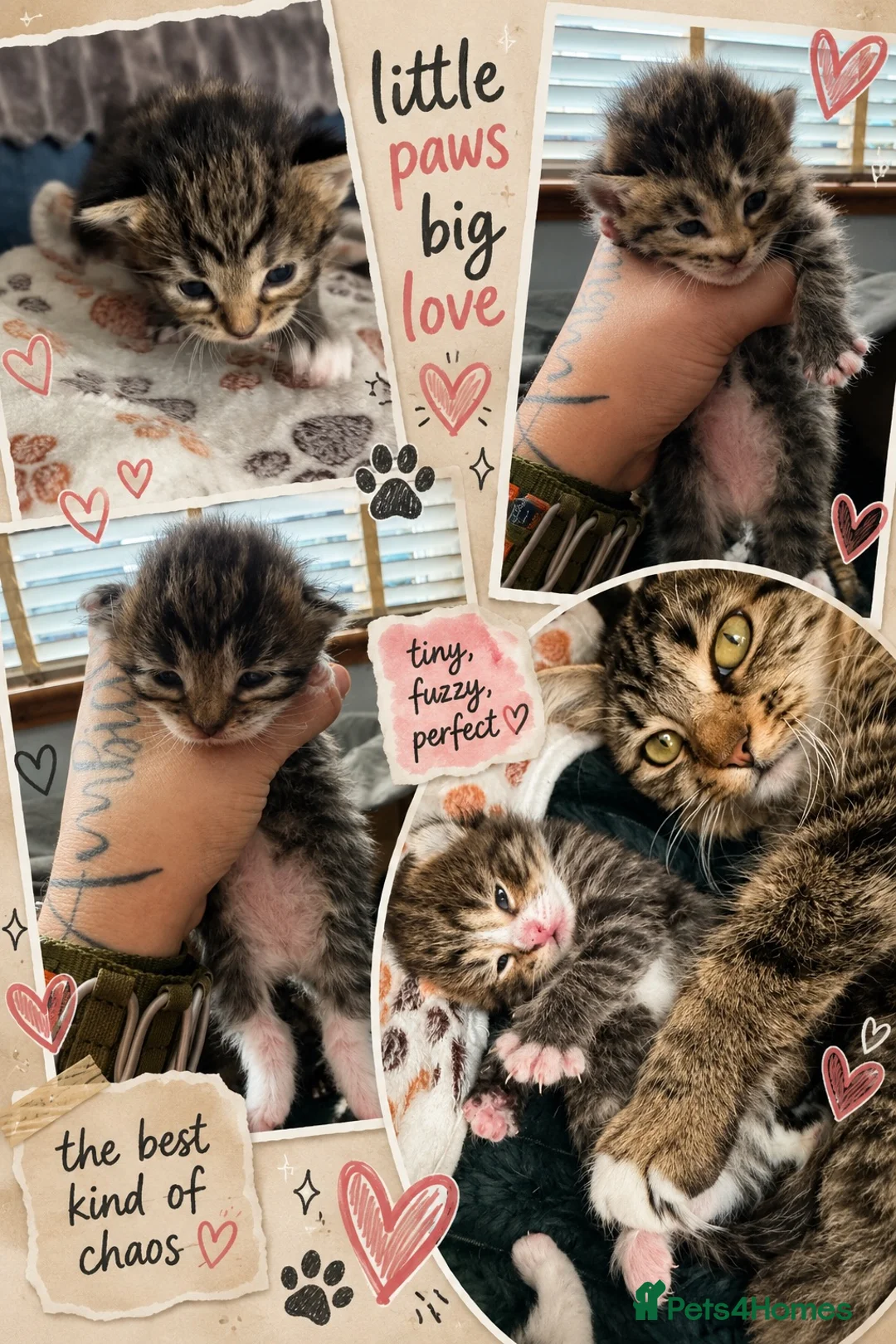 British Longhair cats for sale: Stunning 4 kittens in Kidderminster - Advert 1