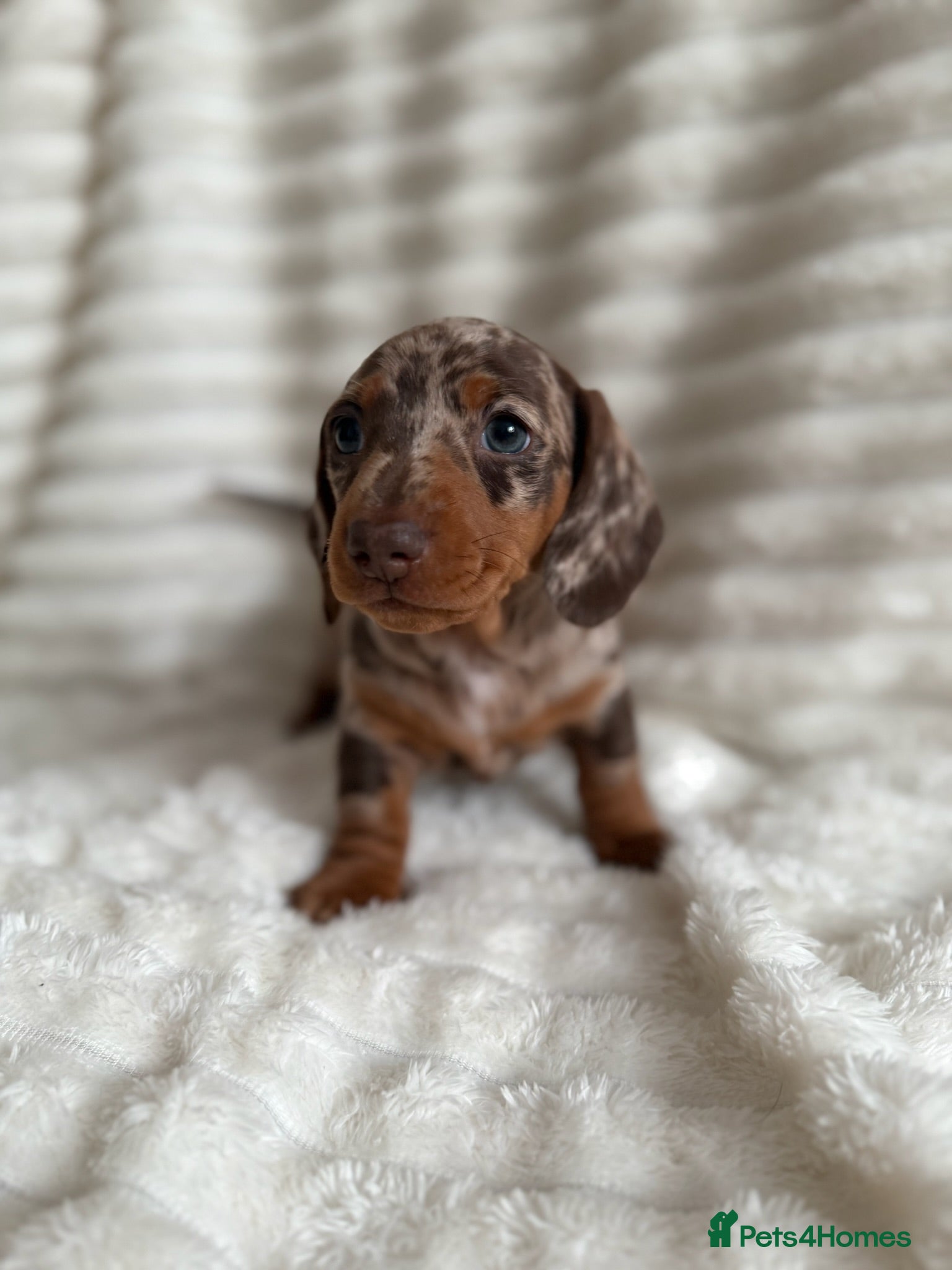 Miniature Dachshund dogs KC Miniature Dachshund Puppies –Chocolate & Dapple - Advert 1