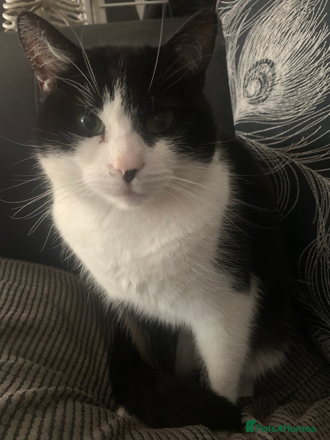 Domestic Shorthair cats for sale: Beautiful Nala - Image 3