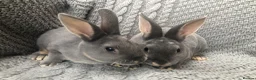 Rex rabbits for sale: Pure breed velvet mini and standard Rex rabbits - Advert 13