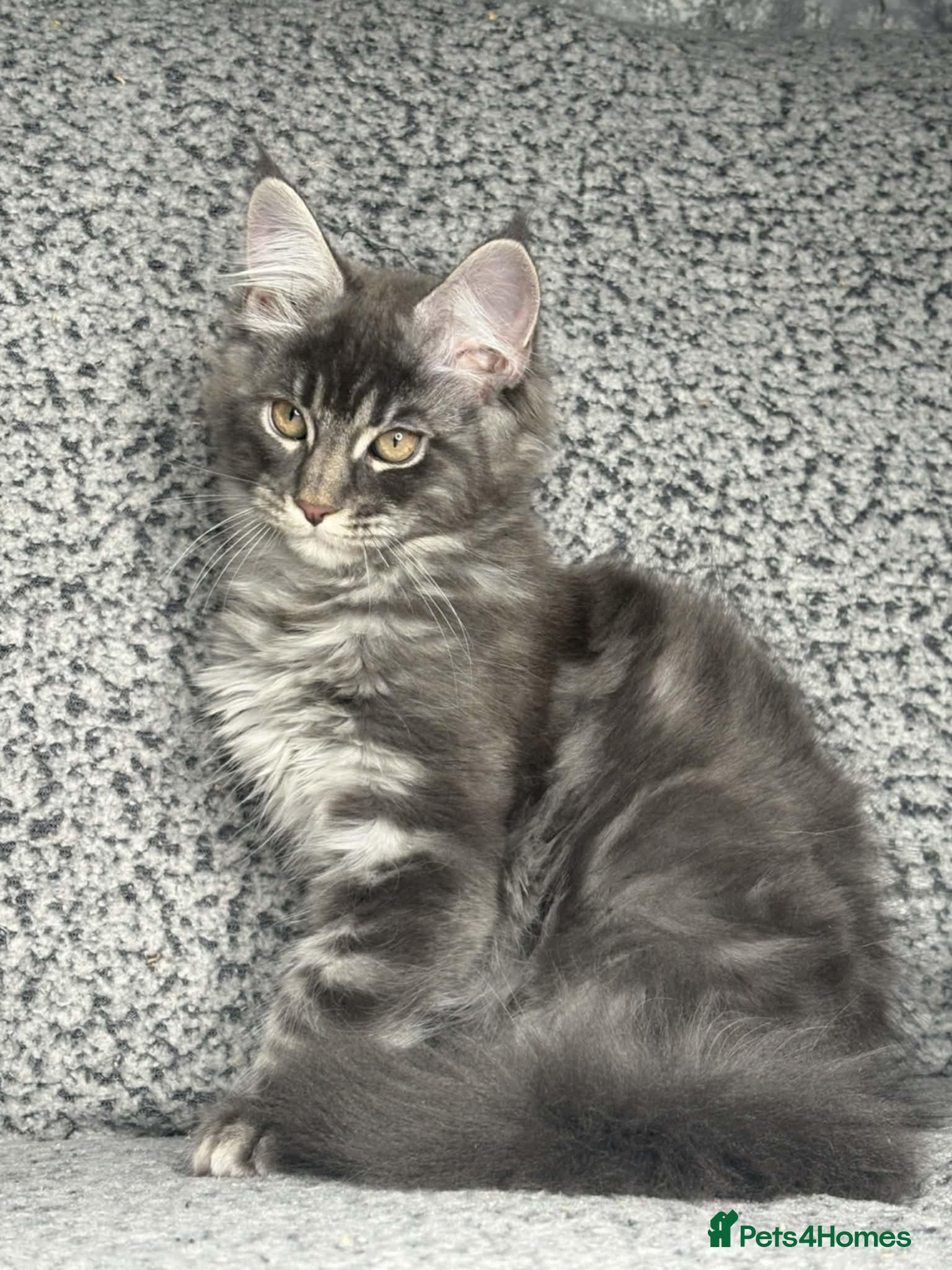 Maine Coon cats GCCF Registered Maine Coon Boys.  - Advert 2