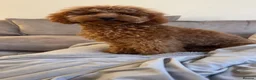 Cockapoo dogs for sale: Lisa lashes fully vaccinated  - Advert 4