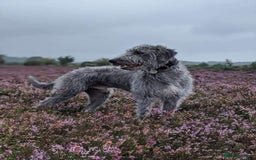 Lurcher dogs for sale: Lurcher puppies  - Image 9