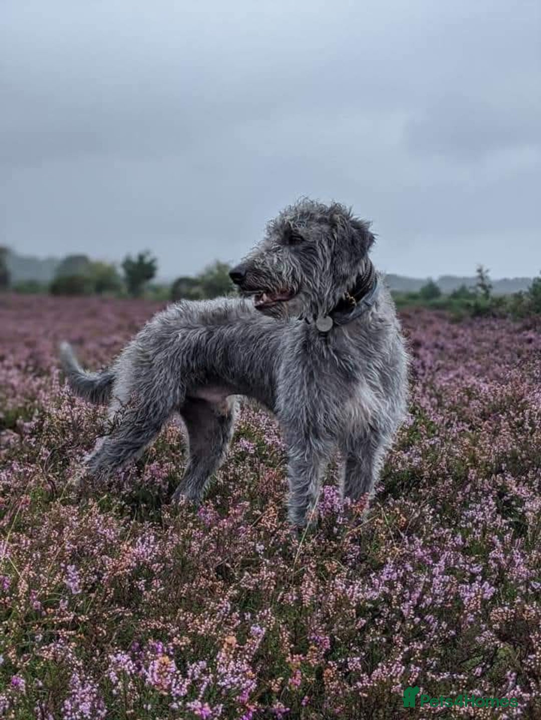 Lurcher dogs for sale: Lurcher puppies  - Image 9