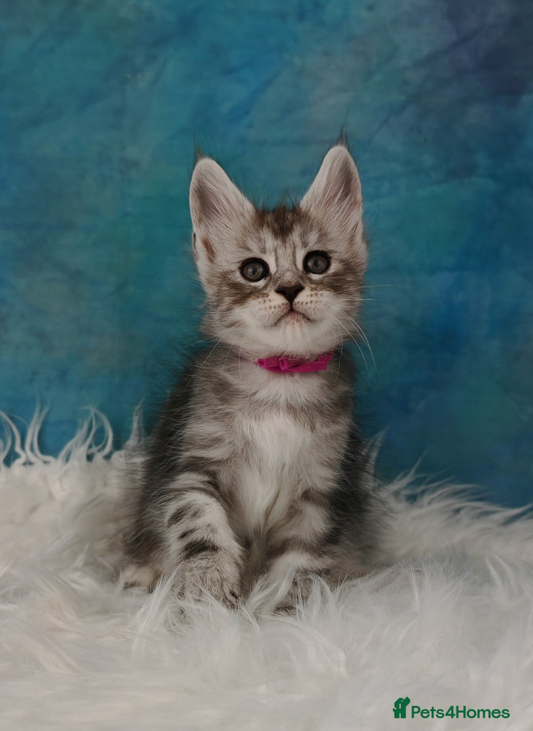 Maine Coon cats for sale: Shaded line Maine Coon kittens - Advert 11