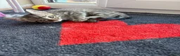 Maine Coon cats for sale: Maine coon x ragdoll - Advert 2