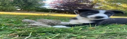 Border Collie dogs for sale: 3 Border Sheep dog Pups for Sale in Llandrindod Wells - Advert 7