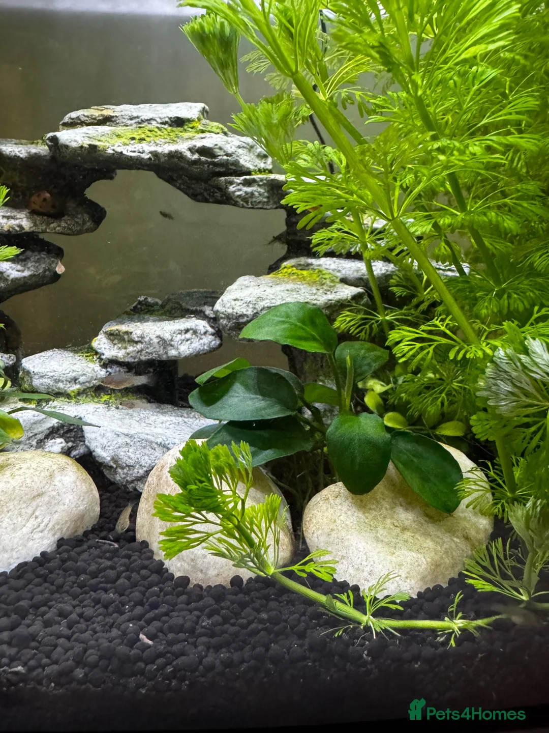 Platies fish for sale: Platy fry - Advert 1