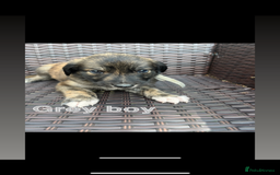 Lurcher dogs for sale: lurcher puppies  - Image 4