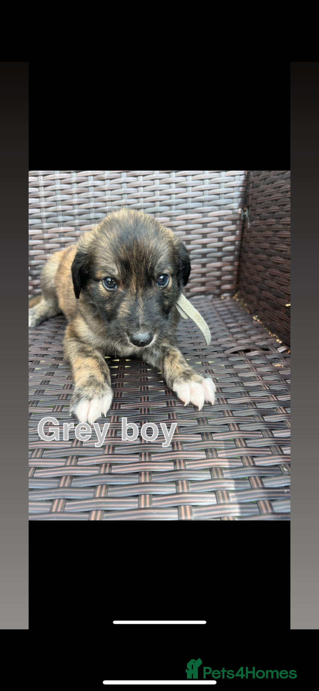 Lurcher dogs for sale: lurcher puppies  - Image 4