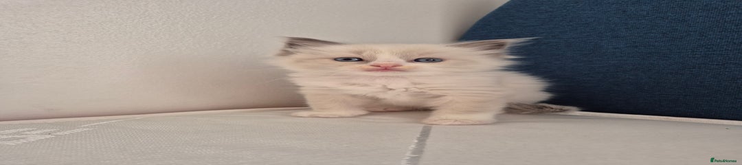 Ragdoll Kitten 3