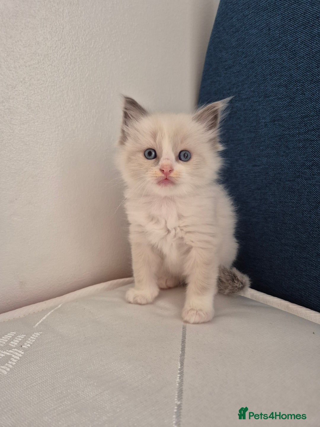 Ragdoll cats for sale: beautiful ragdoll kittens  - Image 7
