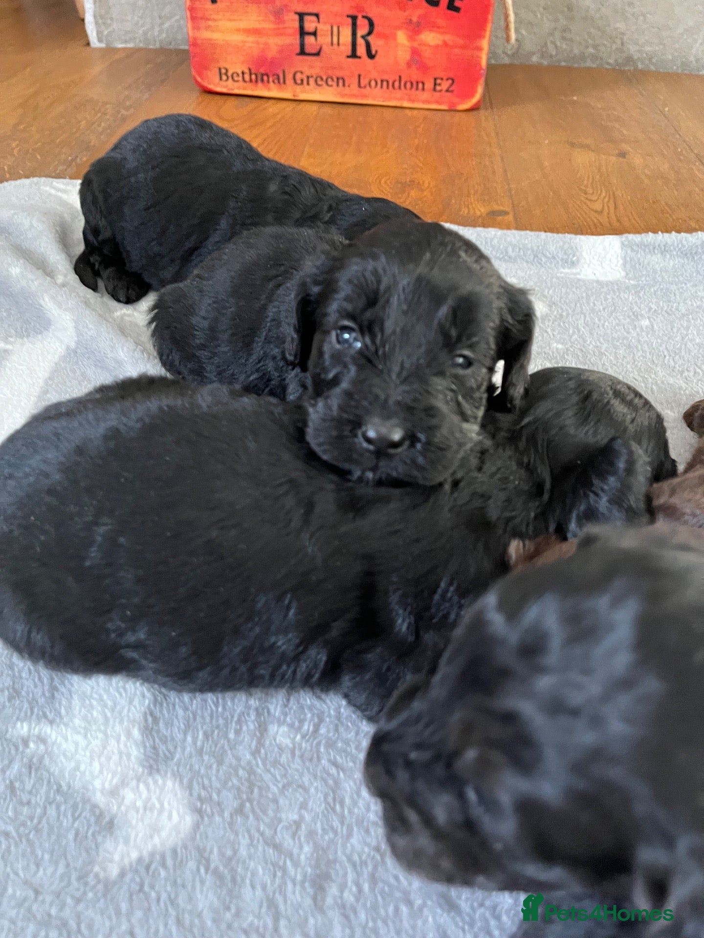 Cockapoo dogs for sale: 7 stunning F1 cockapoo puppies, black and browns  - Advert 1
