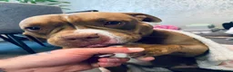 American Bully dogs for sale: Loving pocket bully for re home. - Advert 5