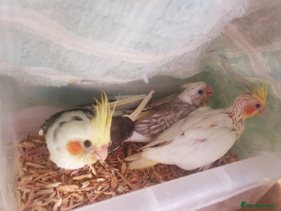 Cockatiels birds for sale: 1 res** 3 hand reared baby cockatiels in Plymouth  - Image 6