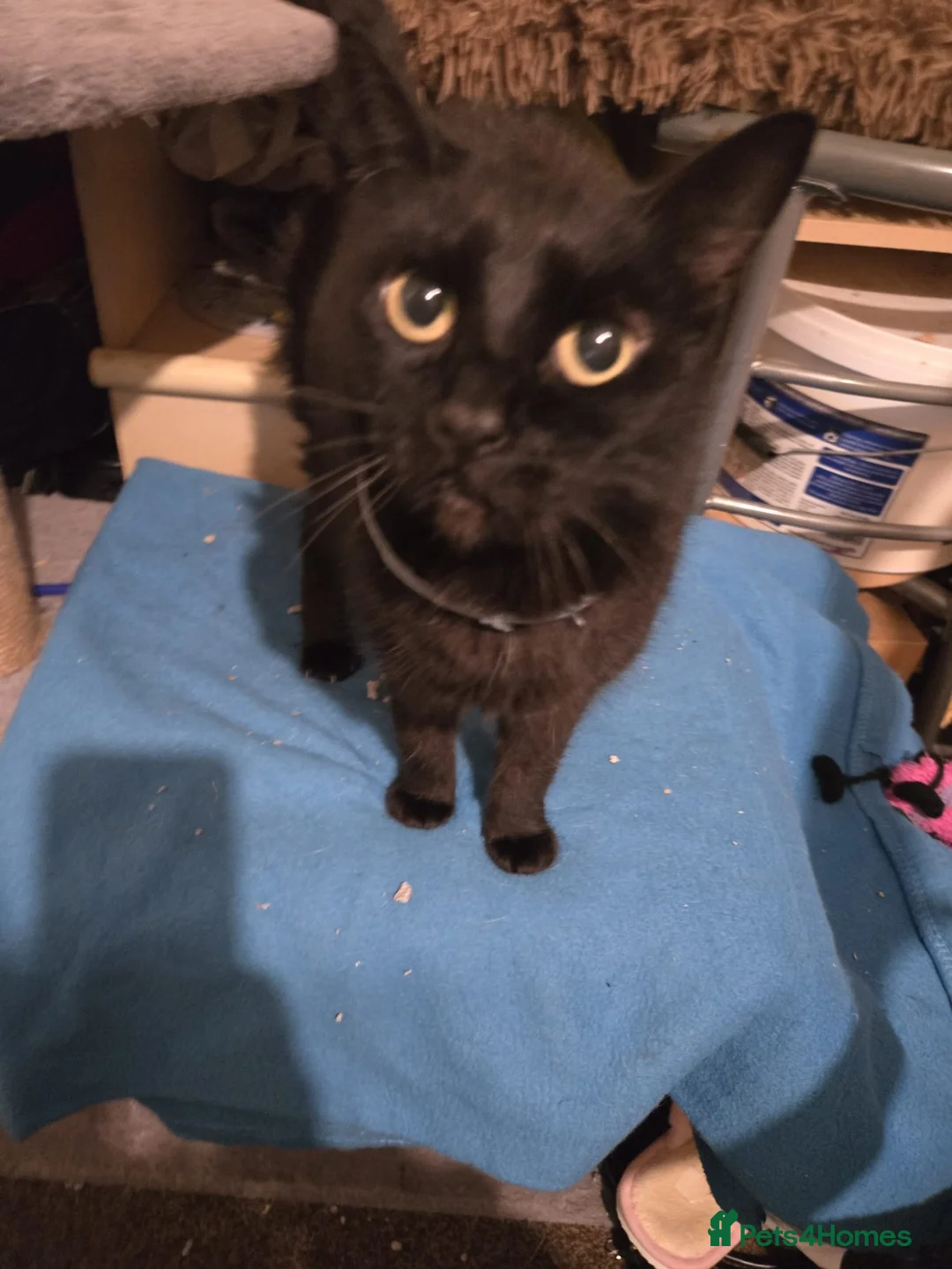 Domestic Shorthair cats for adoption: Maisie is a sweet 9 yr old that just wants loving - Advert 7