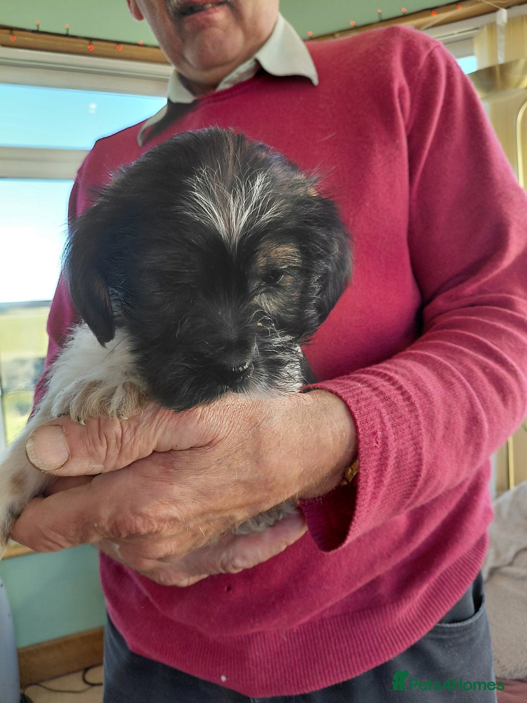 Mixed Breed dogs for sale: Shih tzu X Jackrussell Pups - Image 2