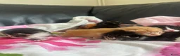 Mixed Breed cats for sale: Stunning Kittens - Advert 10